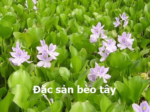 bèo tây