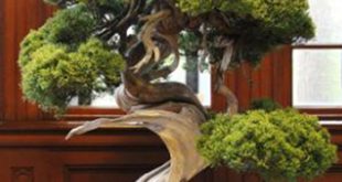 Cây bách xù quý hiếm 400 năm tuổi, có giá hơn 10 triệu yen (90.000 USD) nằm trong số bonsai bị trộm. Ảnh: CNN