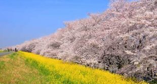 Hoa Anh Đào và cải vàng ở Saitama