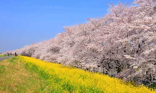 Hoa Anh Đào và cải vàng ở Saitama